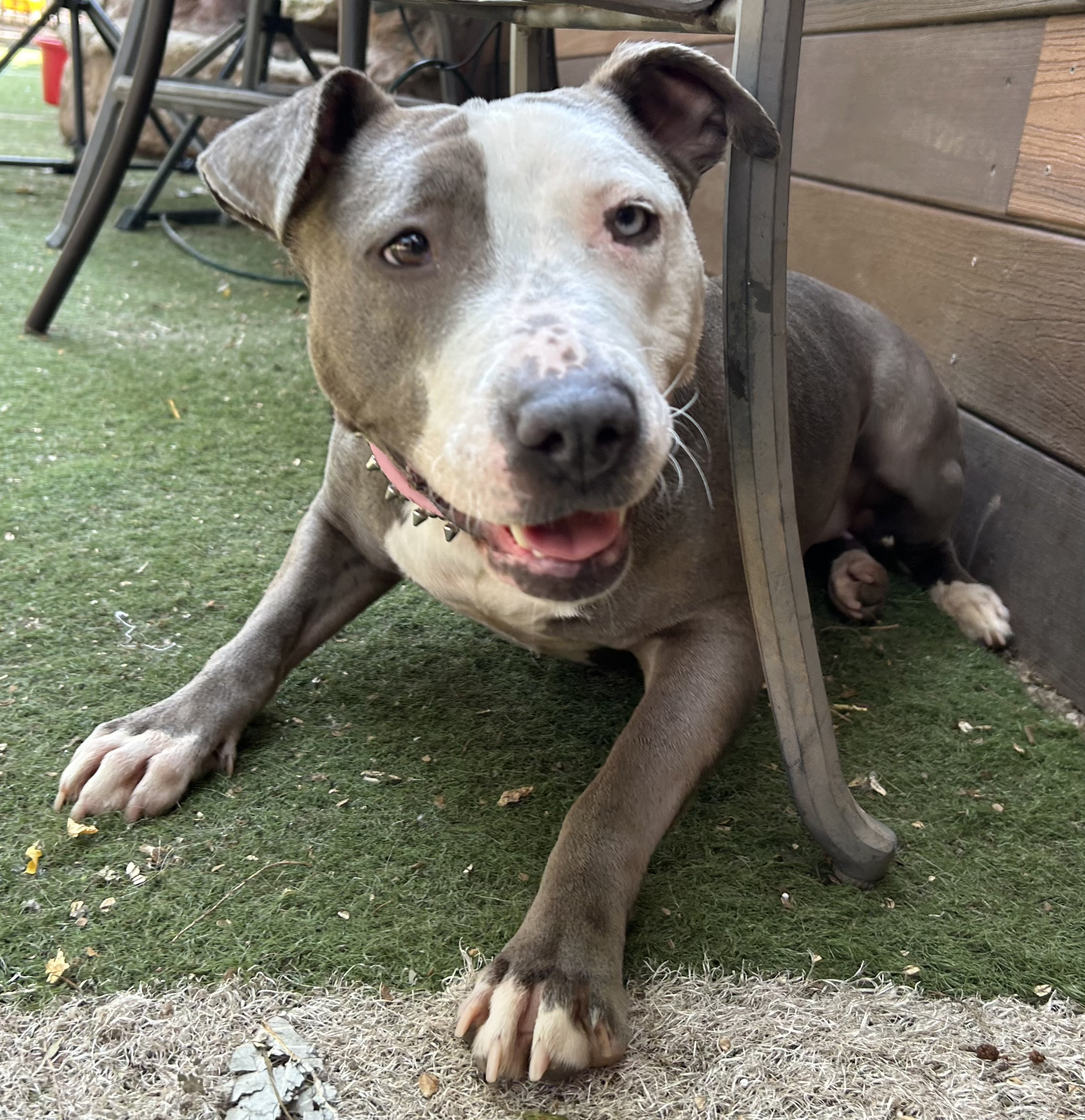 Raine, a Adoptable mixed breed in Staten island, NY image 2/6