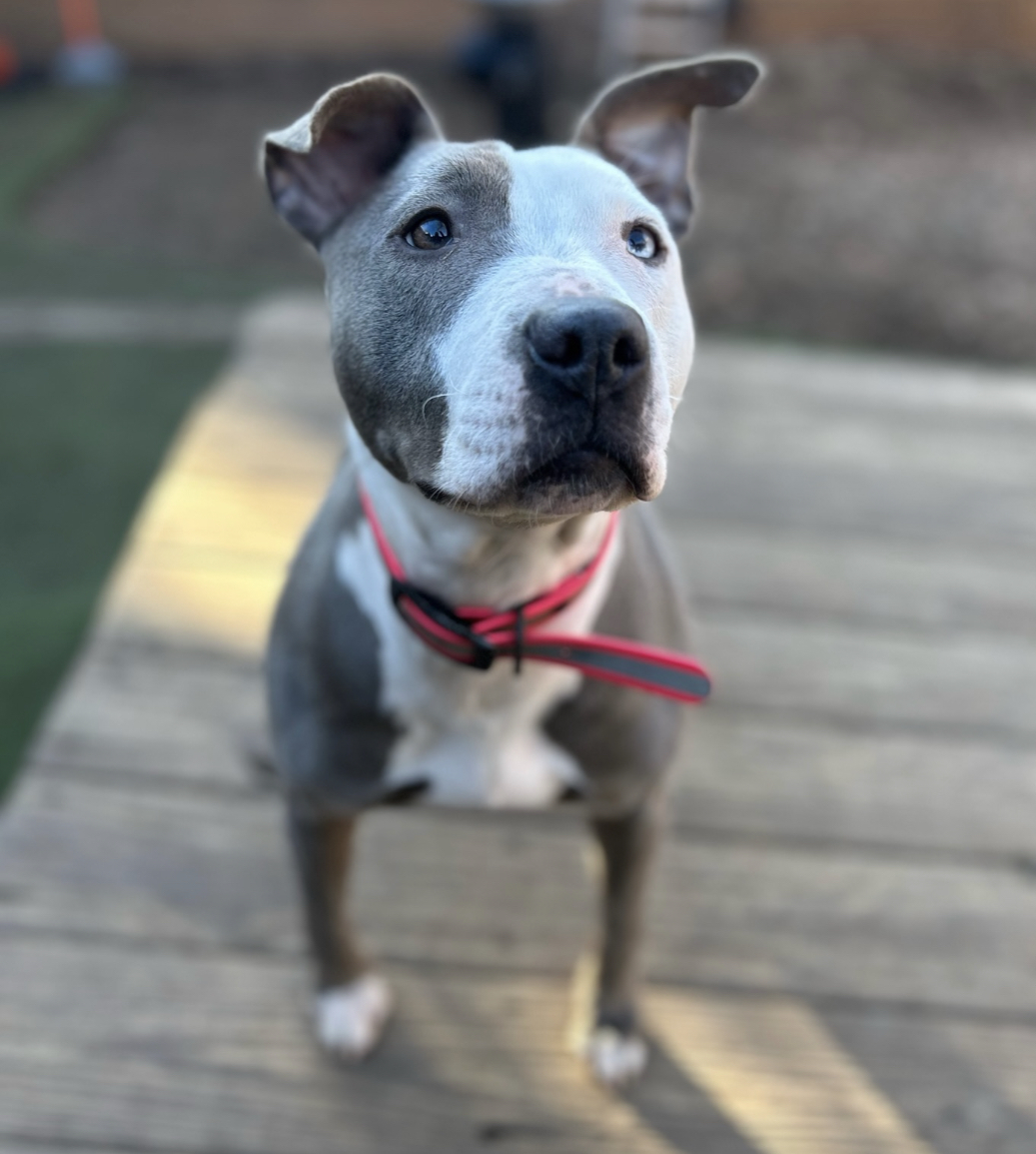 Raine, a Adoptable mixed breed in Staten island, NY image 4/6