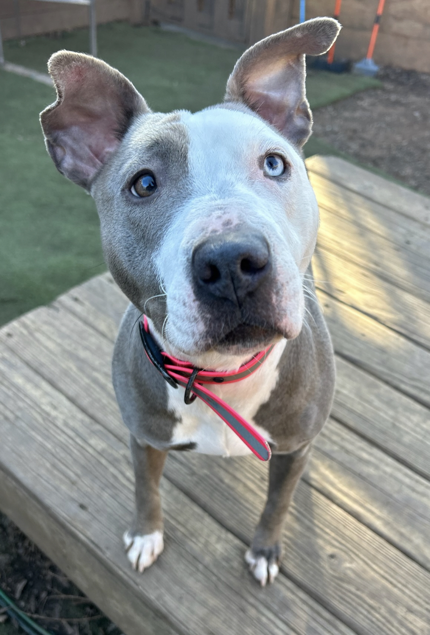 Raine, a Adoptable mixed breed in Staten island, NY image 5/6