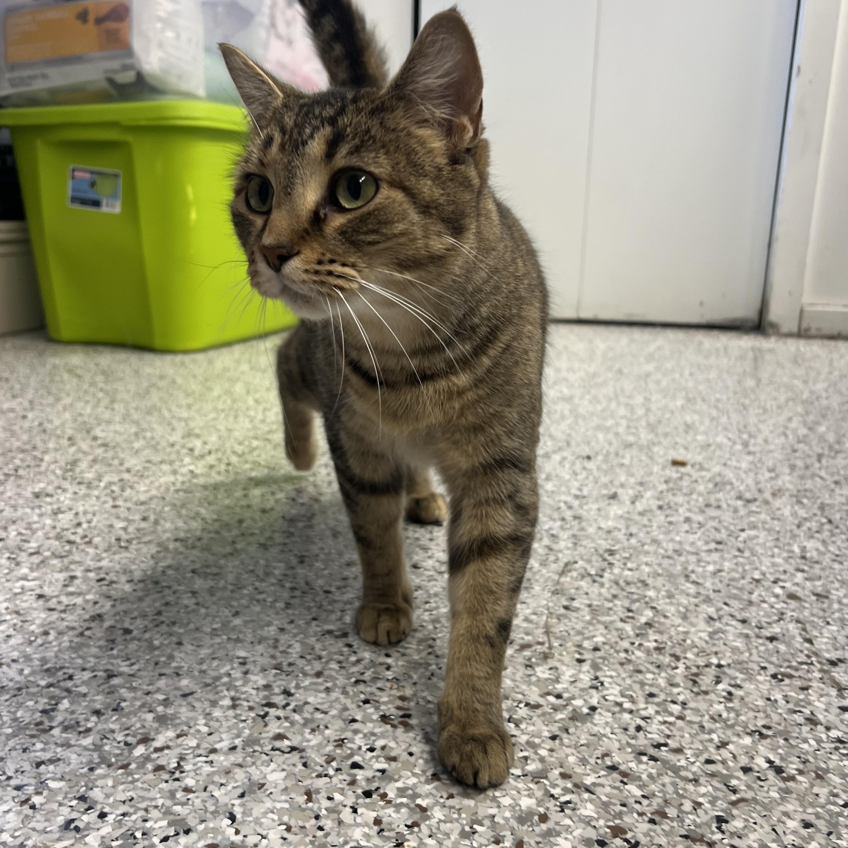 Mocha Latte thumbnail 3