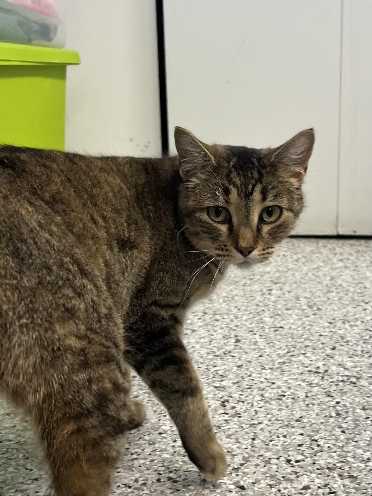 Mocha Latte thumbnail 4