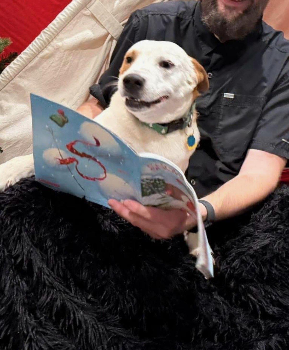 Enlarge Rascal, a ADOPTABLE mixed breed in Irving, TX image 1/5