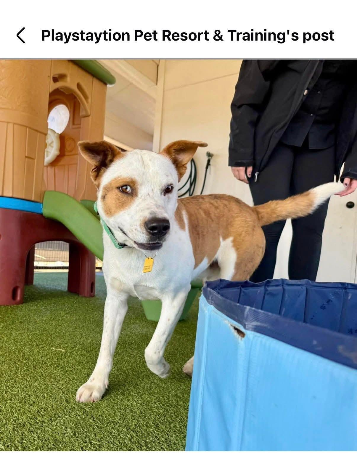 Enlarge Rascal, a ADOPTABLE mixed breed in Irving, TX image 3/5