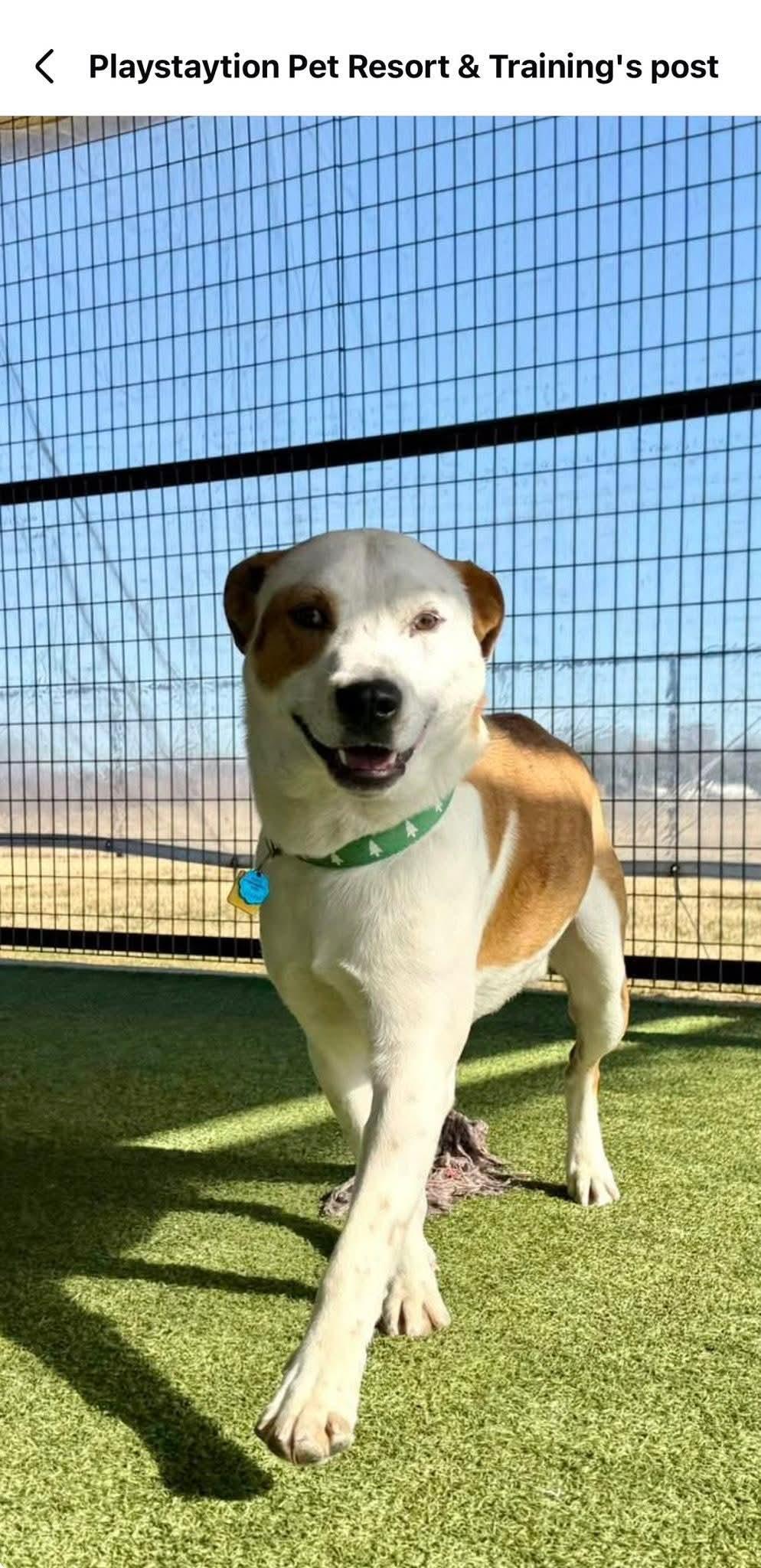 Enlarge Rascal, a ADOPTABLE mixed breed in Irving, TX image 5/5