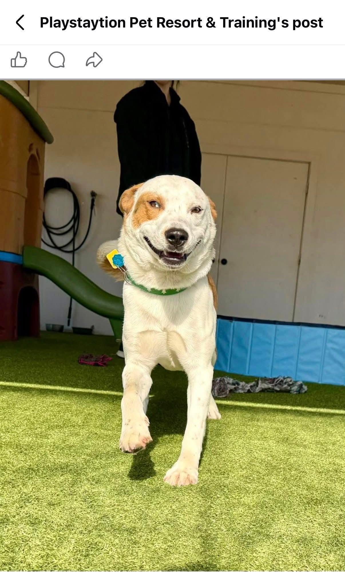 Enlarge Rascal, a ADOPTABLE mixed breed in Irving, TX image 2/5