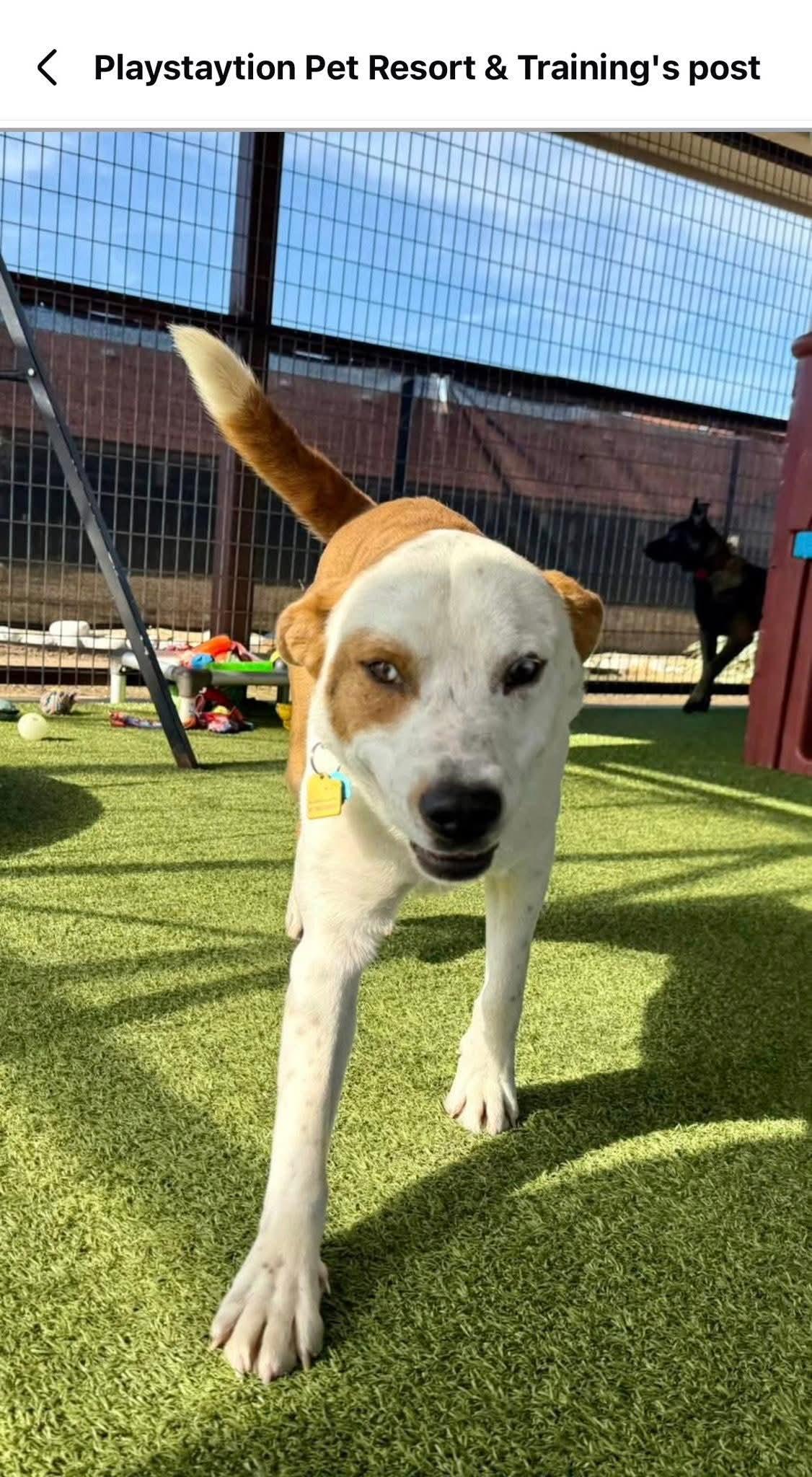 Enlarge Rascal, a ADOPTABLE mixed breed in Irving, TX image 4/5