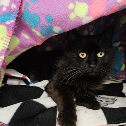 Enlarge Cinderella, a Adoptable mixed breed in Scotia, NY image 1/3