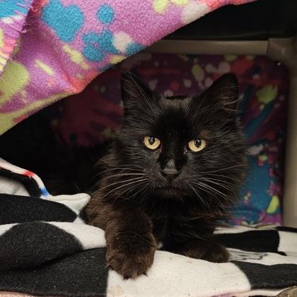 Enlarge Cinderella, a Adoptable mixed breed in Scotia, NY image 2/3