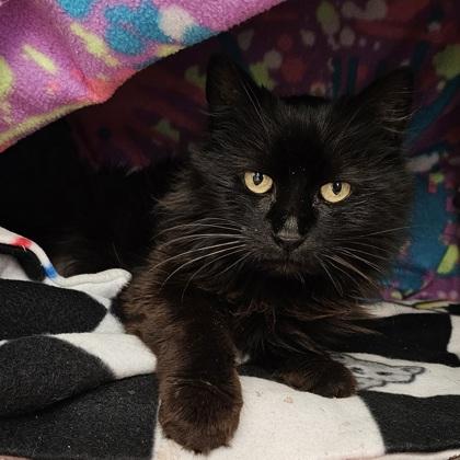 Enlarge Cinderella, a Adoptable mixed breed in Scotia, NY image 3/3