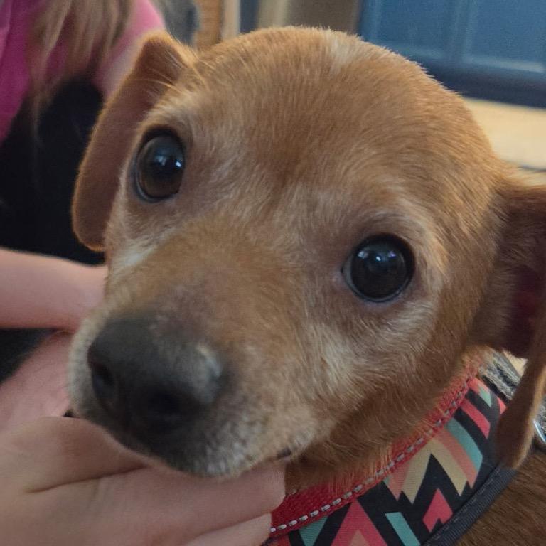 Little Bit, Adoptable, Young Male Chihuahua.