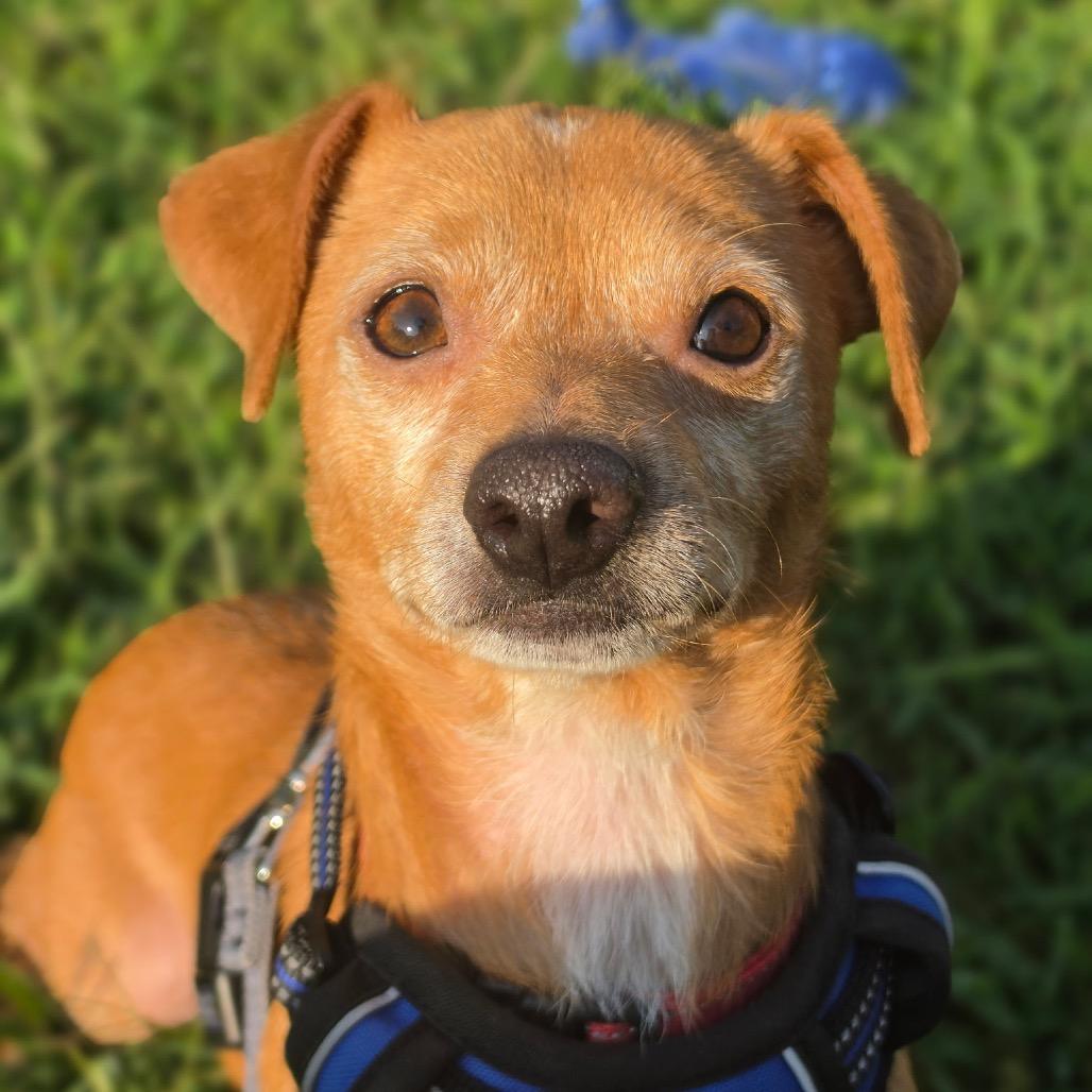 Enlarge Little Bit, a Adoptable Chihuahua in Austell, GA image 2/6
