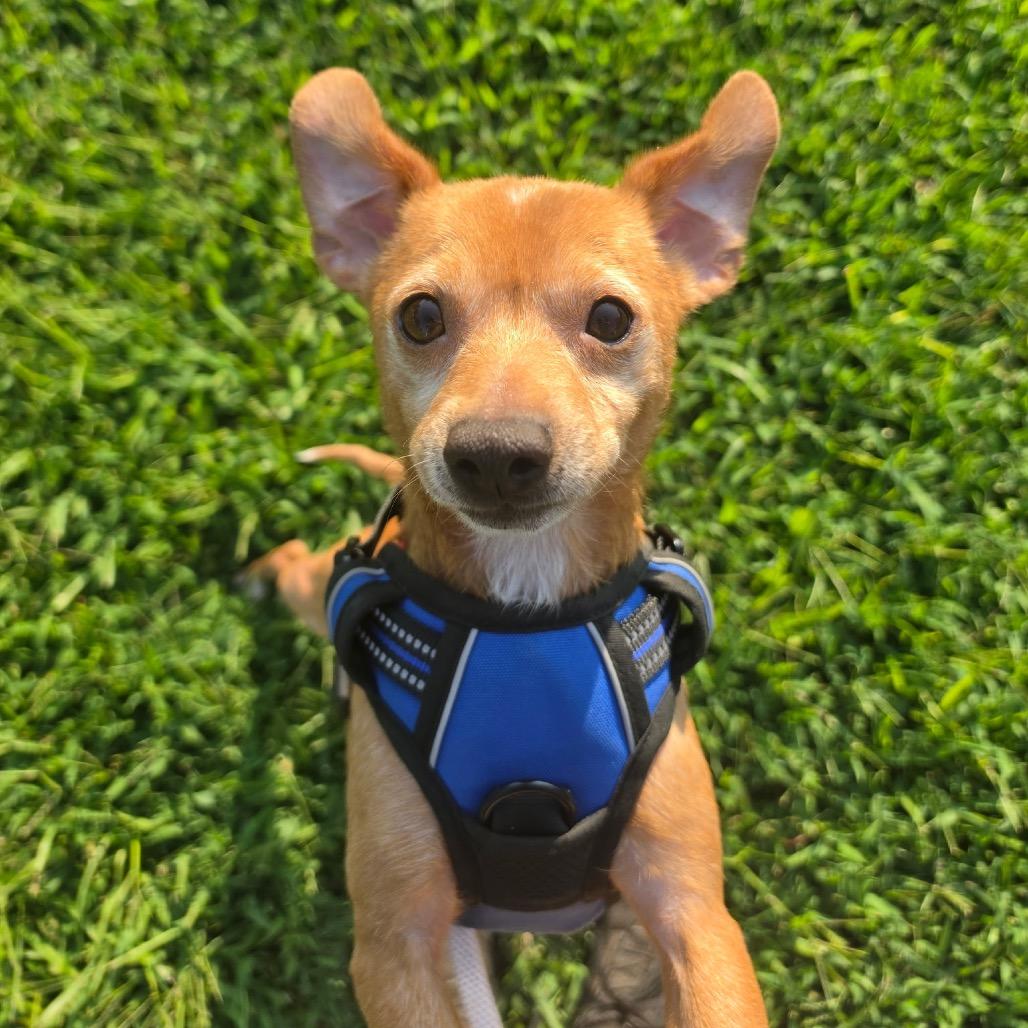 Enlarge Little Bit, a Adoptable Chihuahua in Austell, GA image 3/6