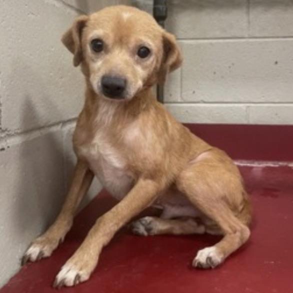 Enlarge Little Bit, a Adoptable Chihuahua in Austell, GA image 4/6