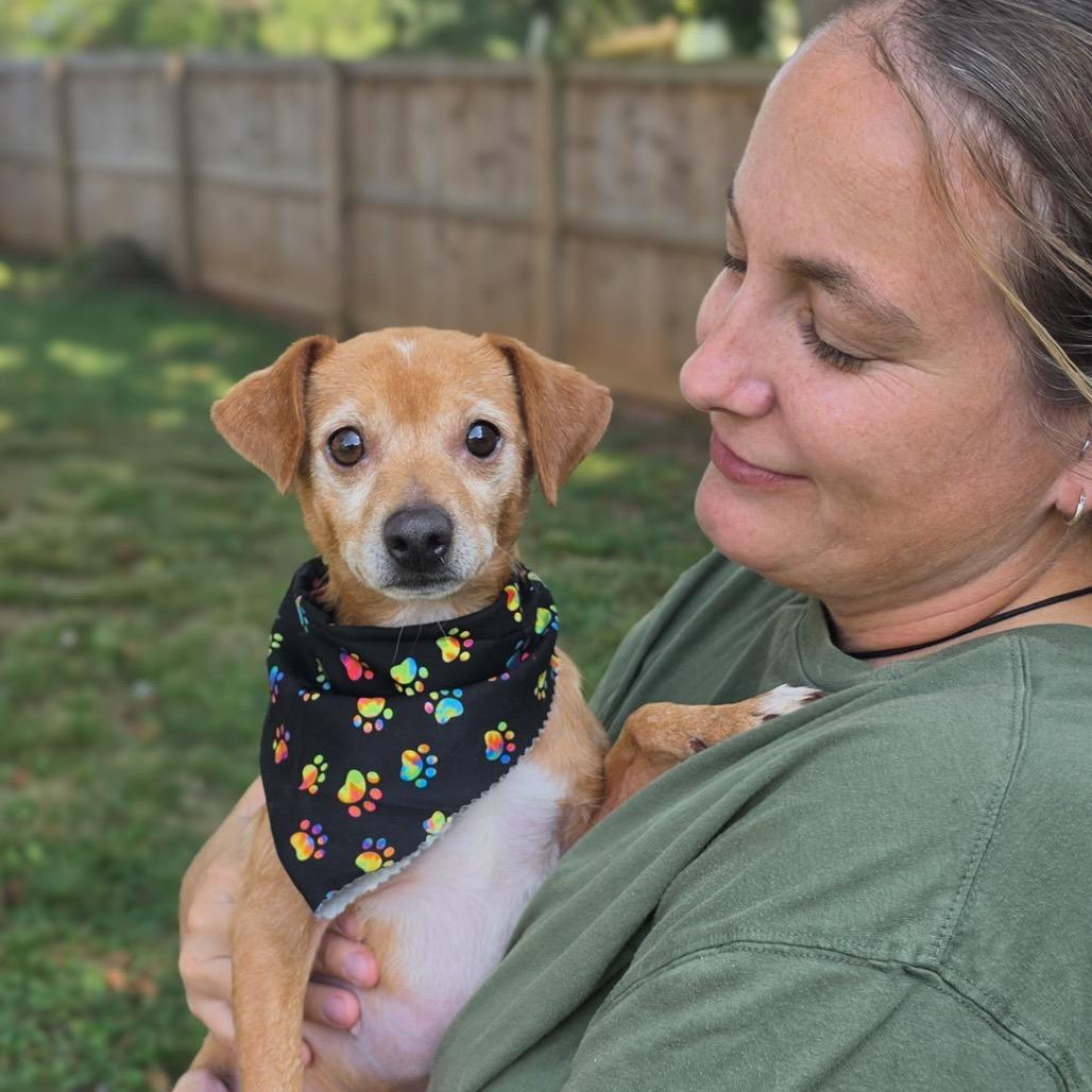 Enlarge Little Bit, a Adoptable Chihuahua in Austell, GA image 5/6