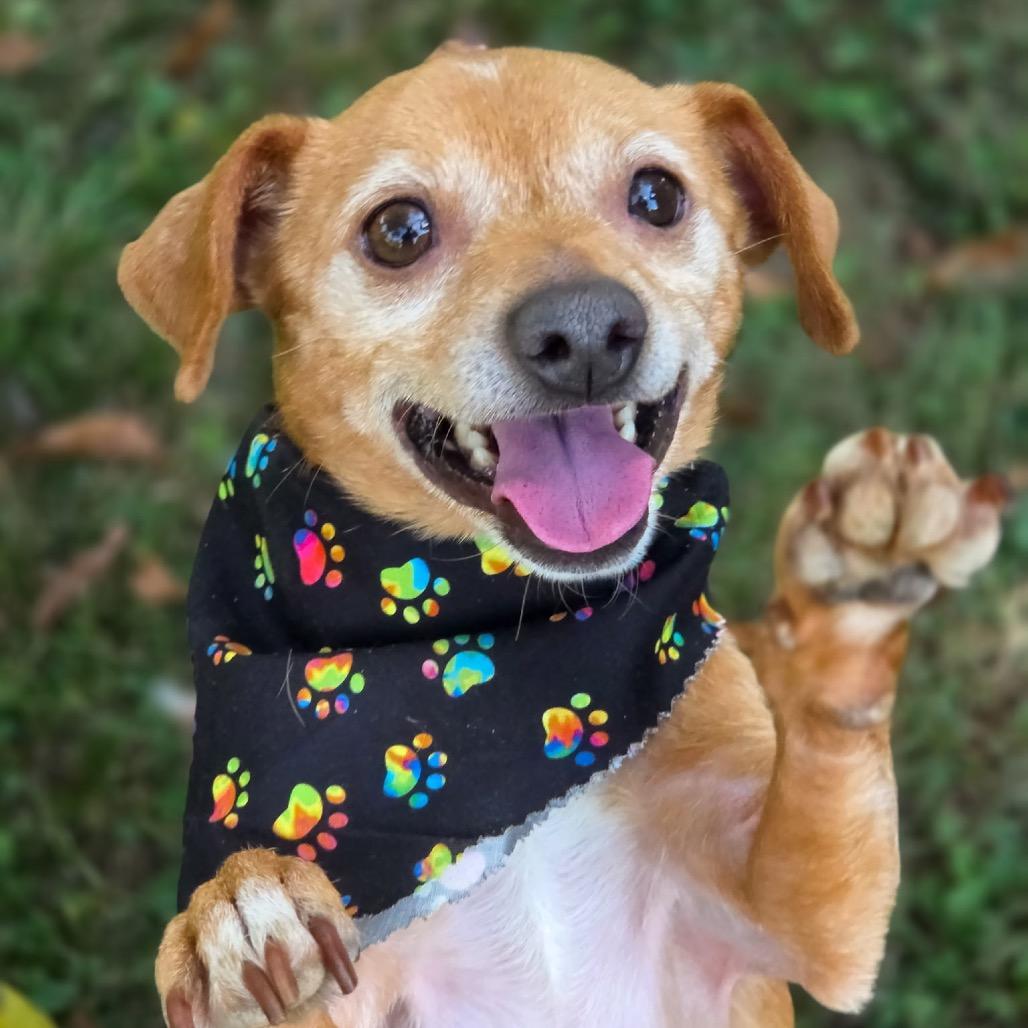 Enlarge Little Bit, a Adoptable Chihuahua in Austell, GA image 6/6