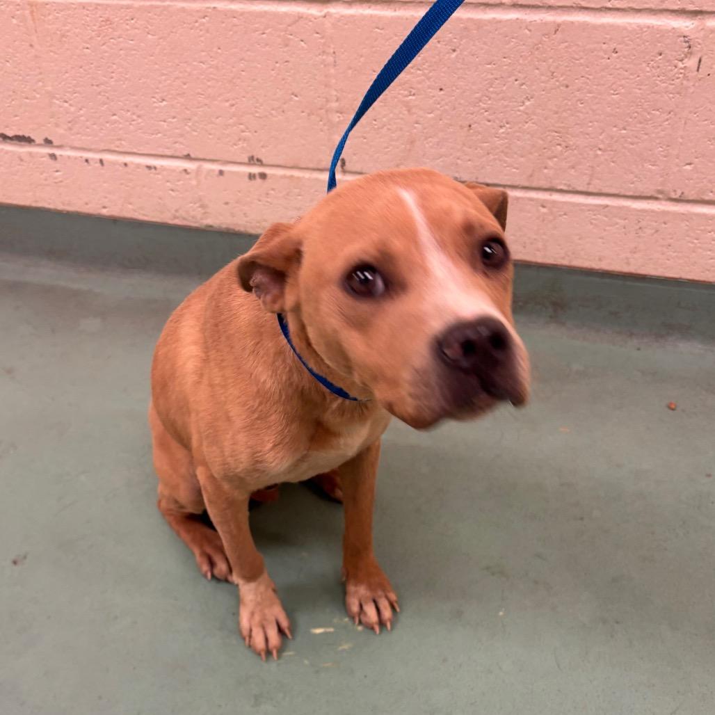 Levi, Adoptable, Young Male Mixed Breed.