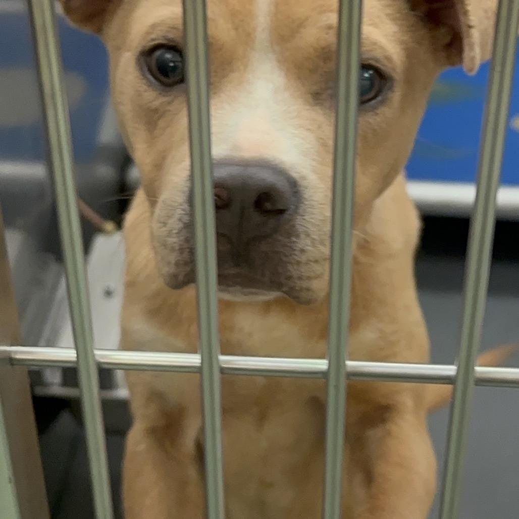 Enlarge Levi, a Adoptable Mixed Breed in Memphis, TN image 2/3
