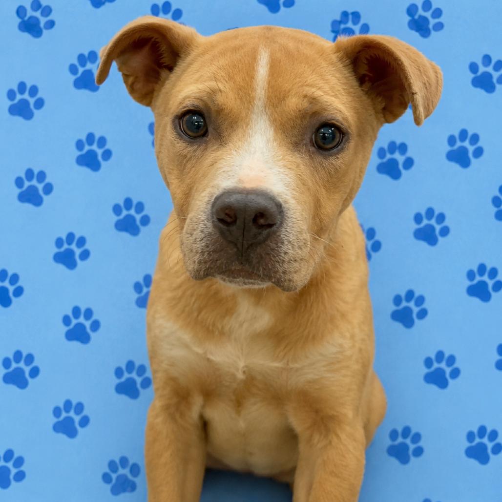 Enlarge Levi, a Adoptable Mixed Breed in Memphis, TN image 3/3