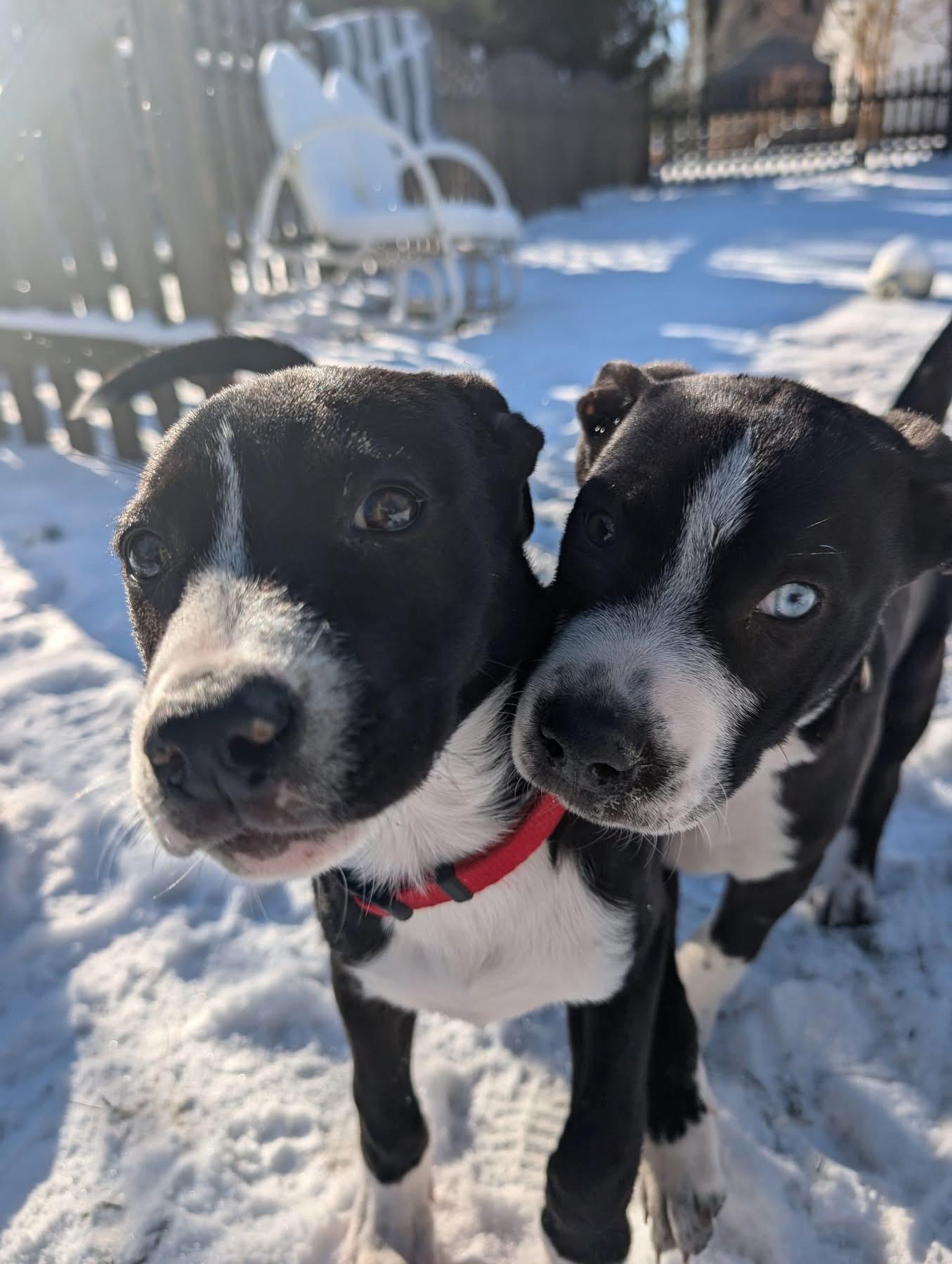 Saquon, Adopted, Young Male Staffordshire Bull Terrier.