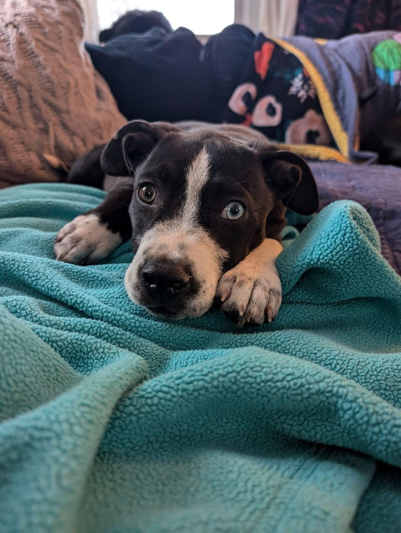 Enlarge Saquon, a Adopted mixed breed in Berlin, NJ image 2/3