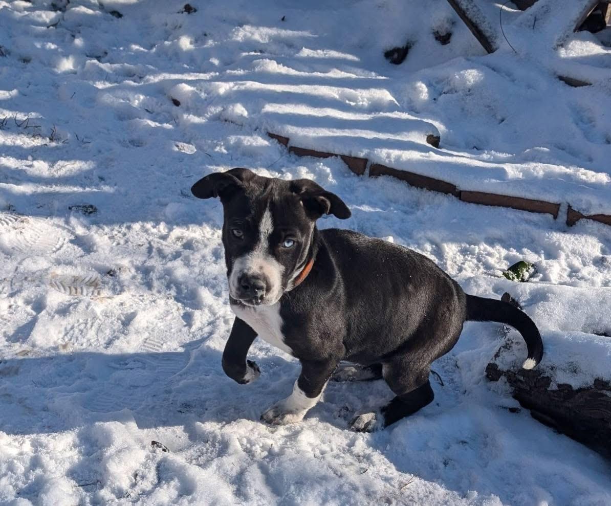 Enlarge Saquon, a Adopted mixed breed in Berlin, NJ image 3/3