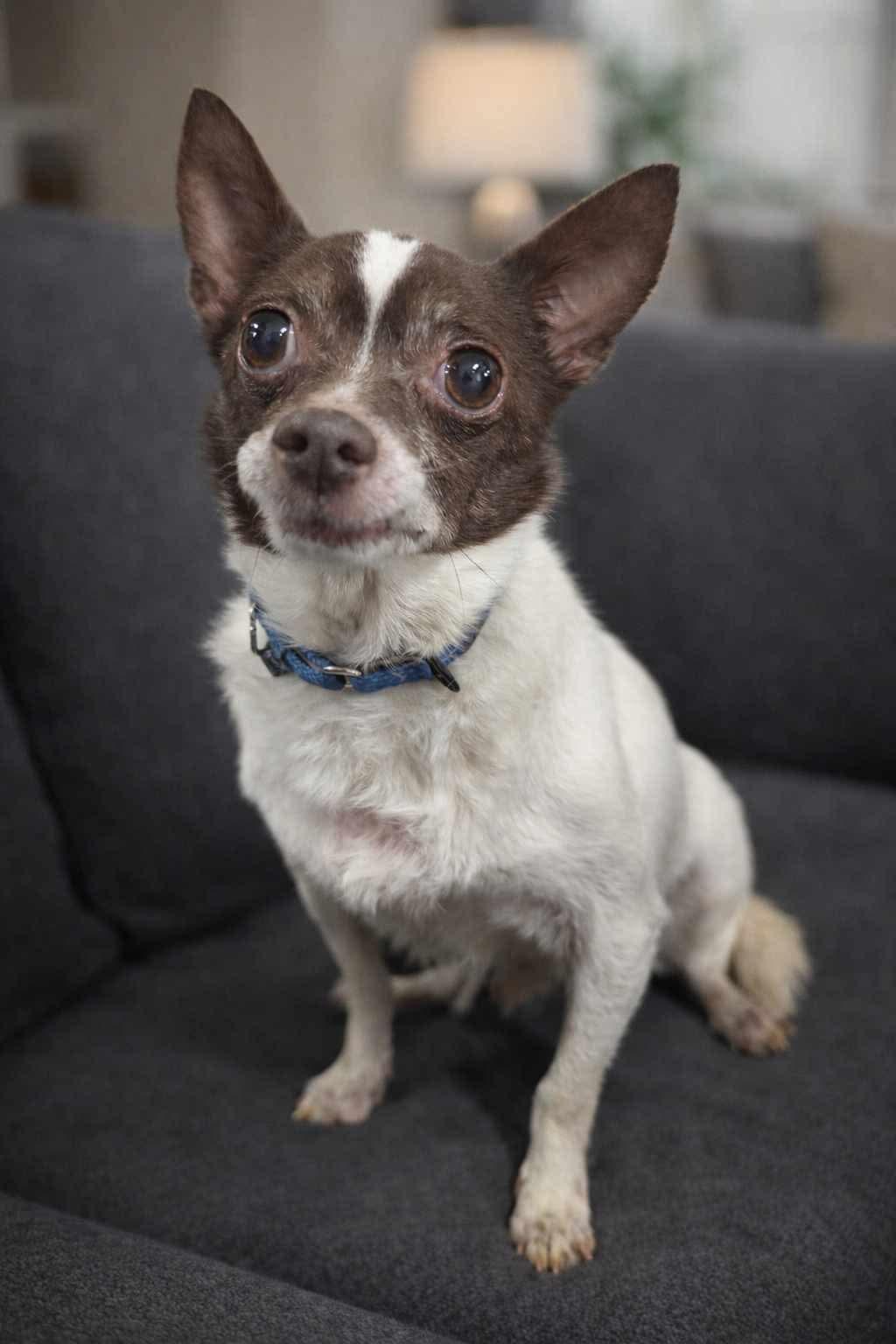 Gizmo, Adopted, Senior Male Chihuahua.