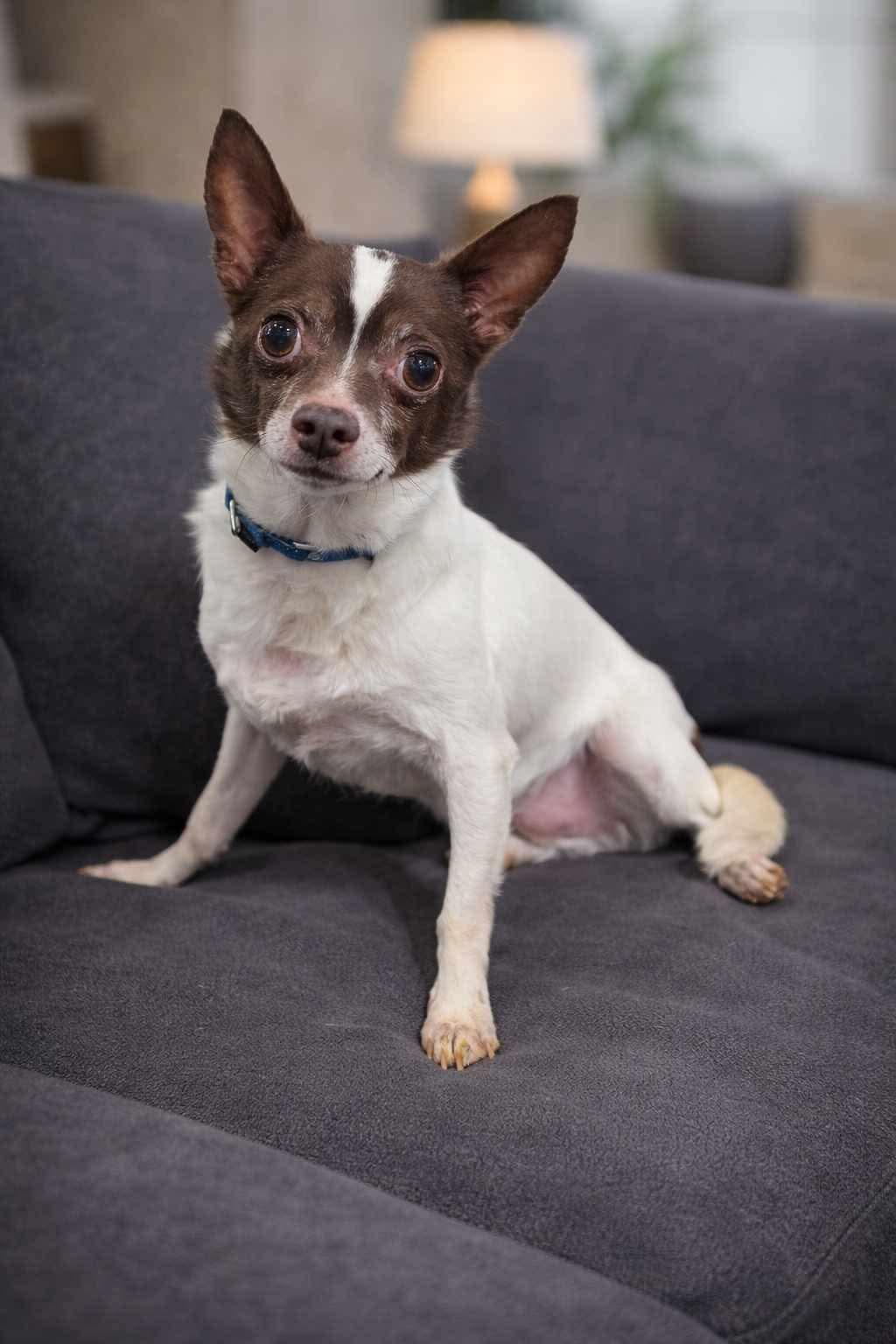 Gizmo, Adopted, Senior Male Chihuahua.