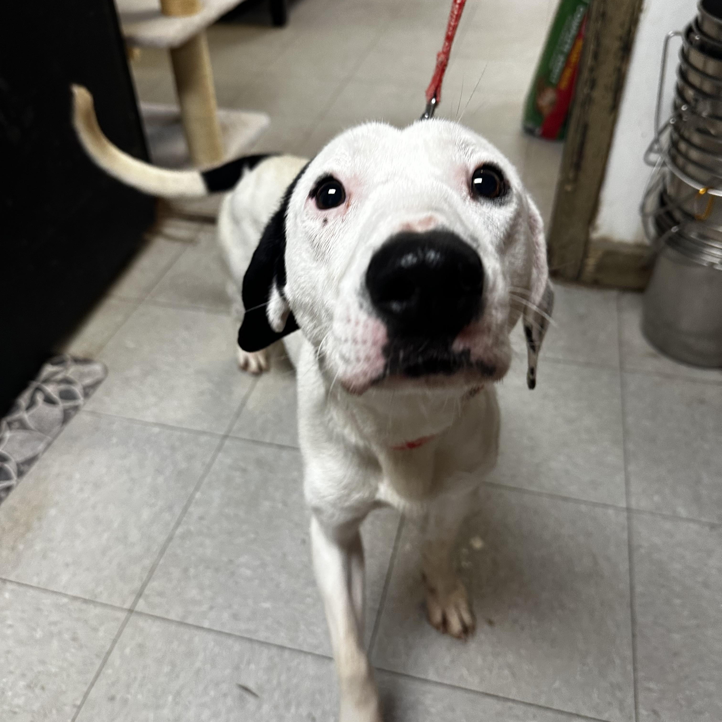 Enlarge Blossom, a ADOPTABLE Mixed Breed in North Myrtle Beach, SC image 2/4