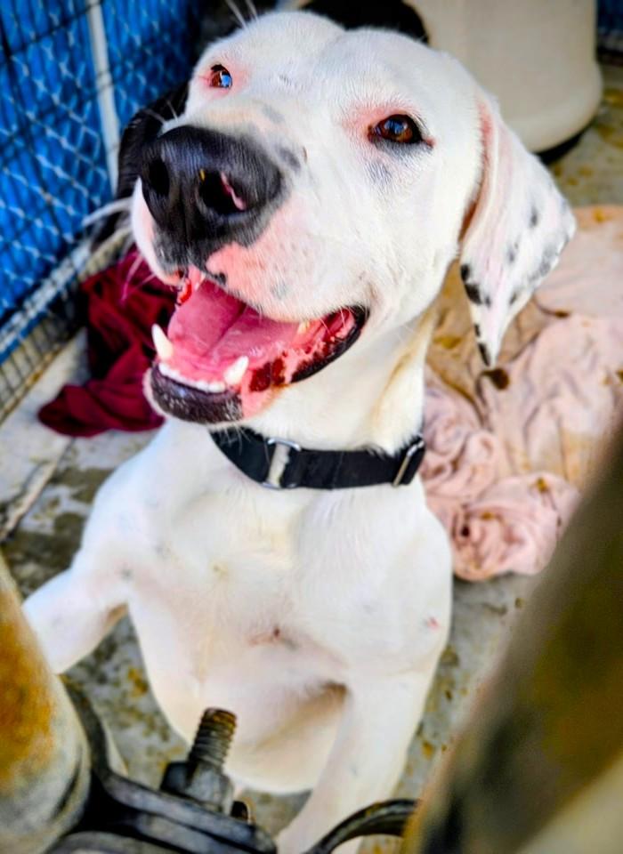 Enlarge Blossom, a ADOPTABLE Mixed Breed in North Myrtle Beach, SC image 4/4