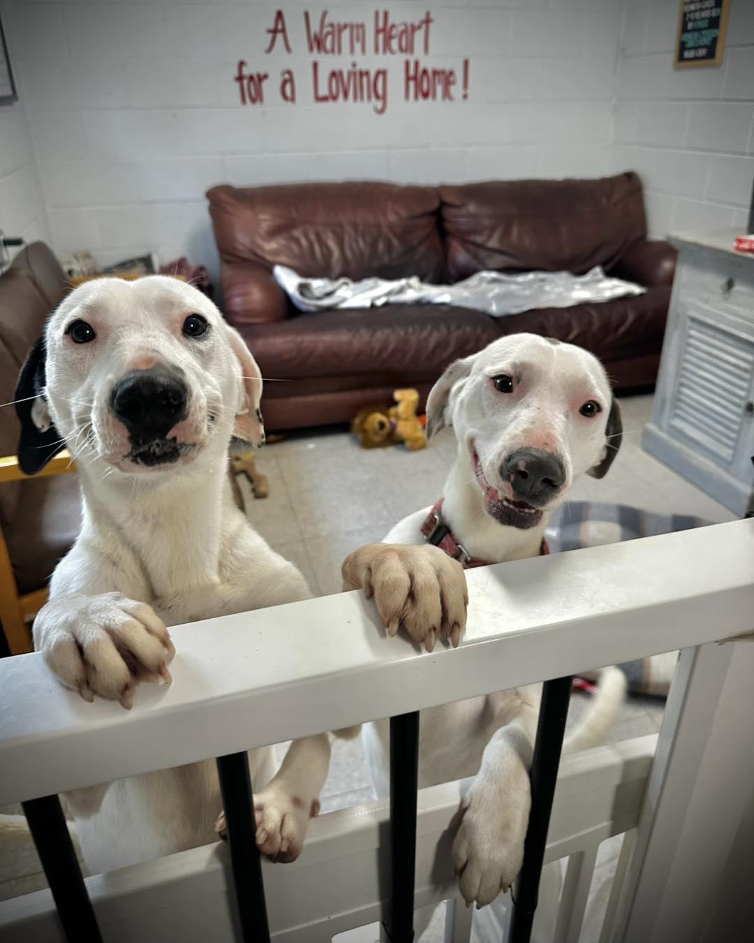 Enlarge Blossom, a ADOPTABLE Mixed Breed in North Myrtle Beach, SC image 3/5