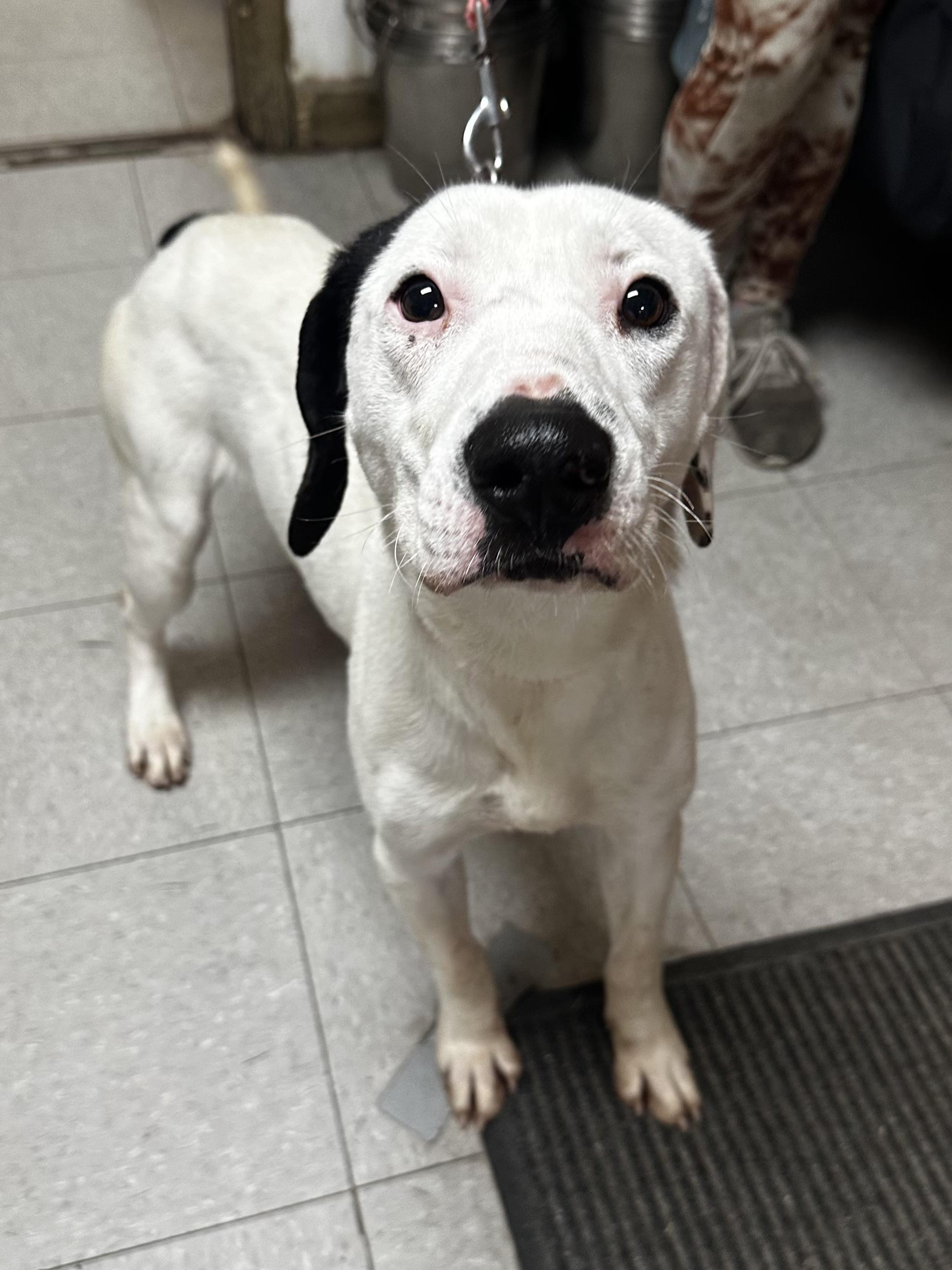 Enlarge Blossom, a ADOPTABLE Mixed Breed in North Myrtle Beach, SC image 1/4