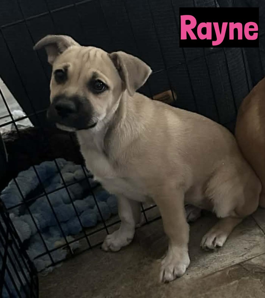 Enlarge Rayne, a ADOPTABLE mixed breed in Grand Rapids, MI image 1/1