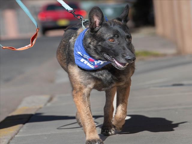 SOLDAT, Adoptable, Adult Male German Shepherd Dog.