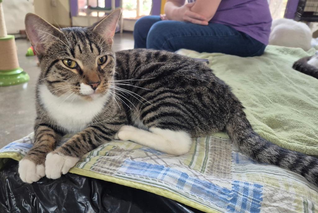 Boq — ADOPTION PENDING!