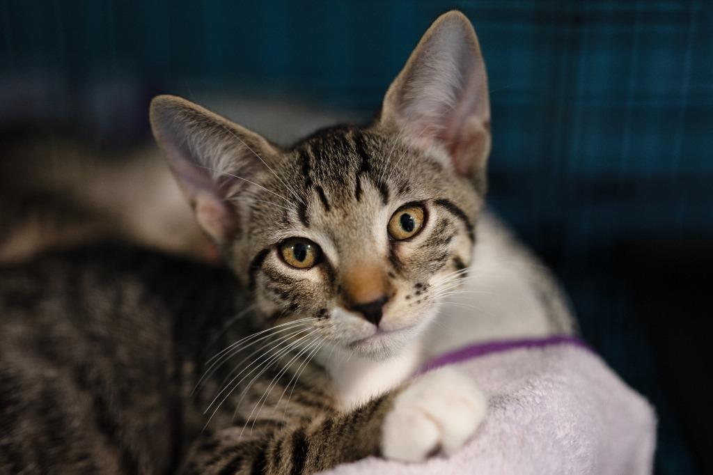 Boq, a Adoptable mixed breed in Pittsboro, NC image 1/4