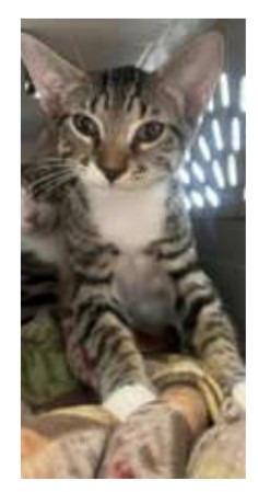 Boq — ADOPTION PENDING! — thumbnail 2