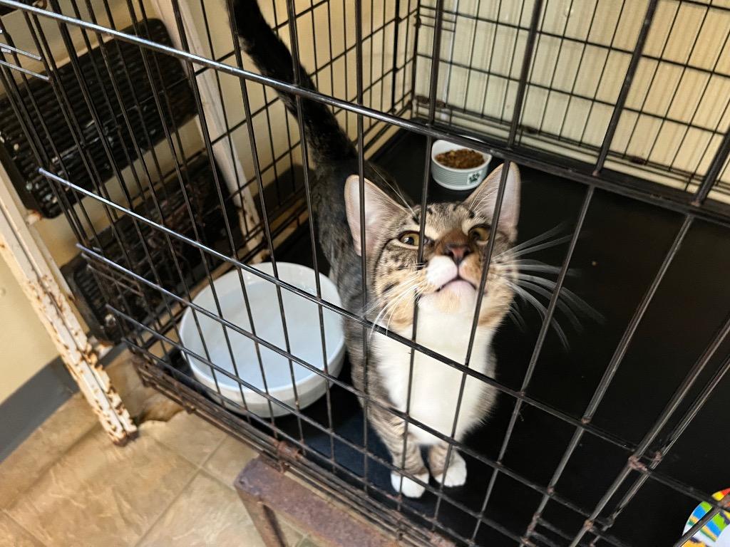 Boq — ADOPTION PENDING! — thumbnail 3