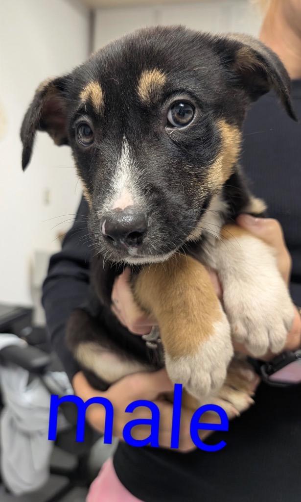 Enlarge LG-Delbert, a Adoptable mixed breed in Seven Points, TX image 1/1