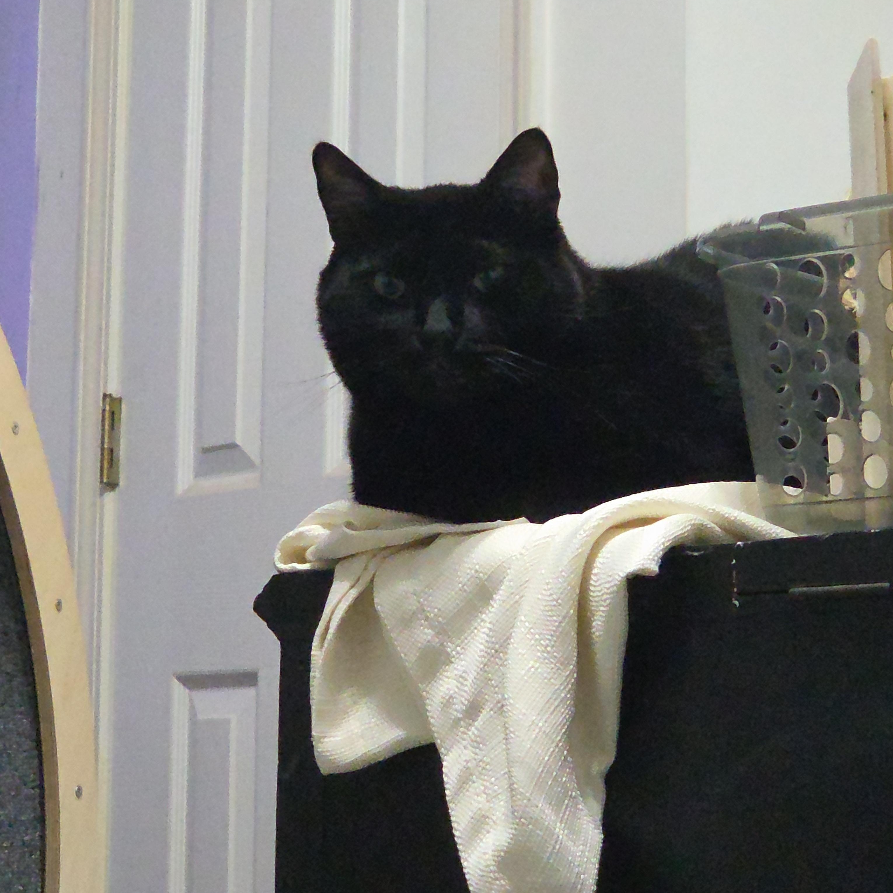 Hei-Hei, a ADOPTABLE Domestic Short Hair in Blairsville, GA image 4/4