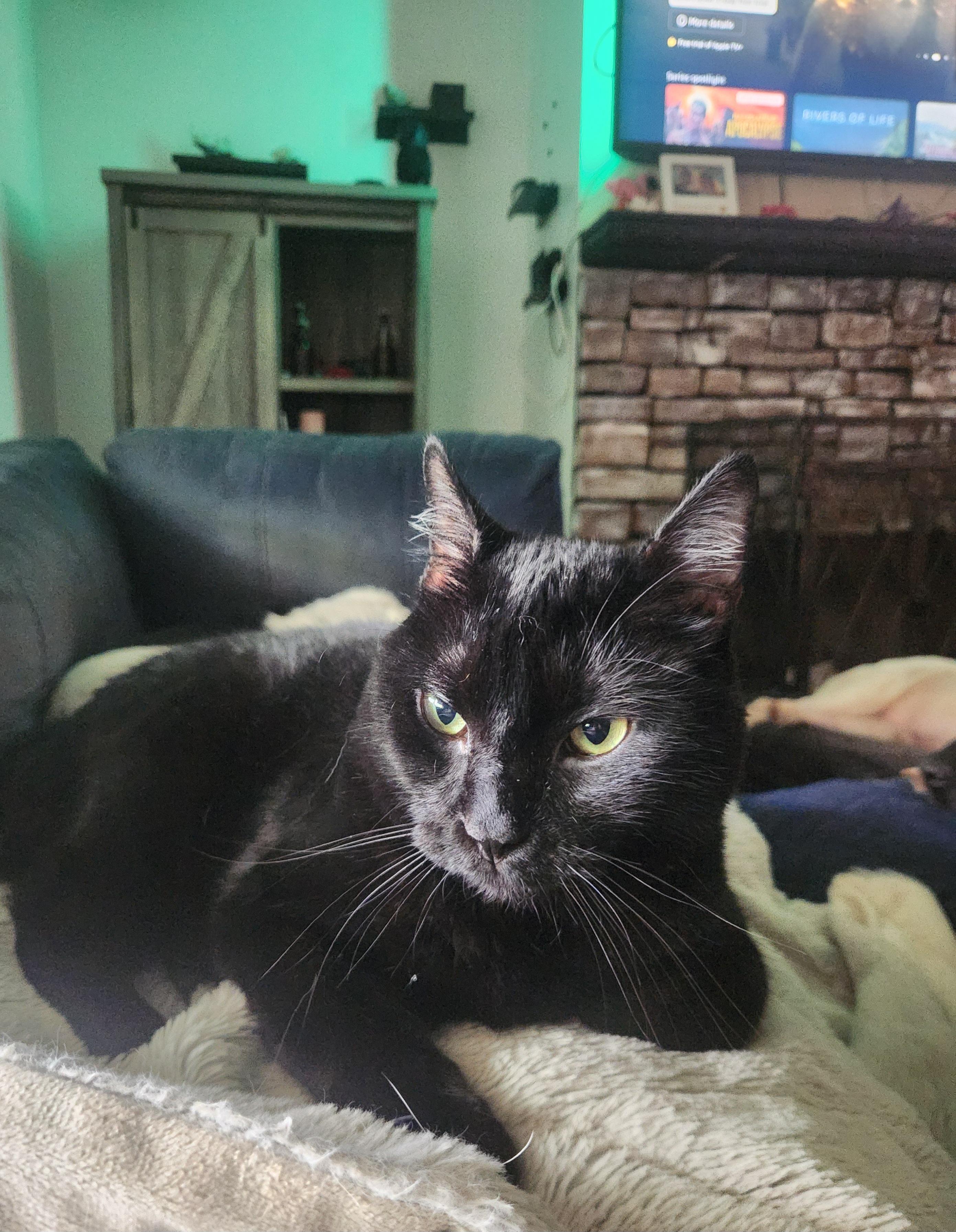 Hei-Hei, a ADOPTABLE Domestic Short Hair in Blairsville, GA image 2/4