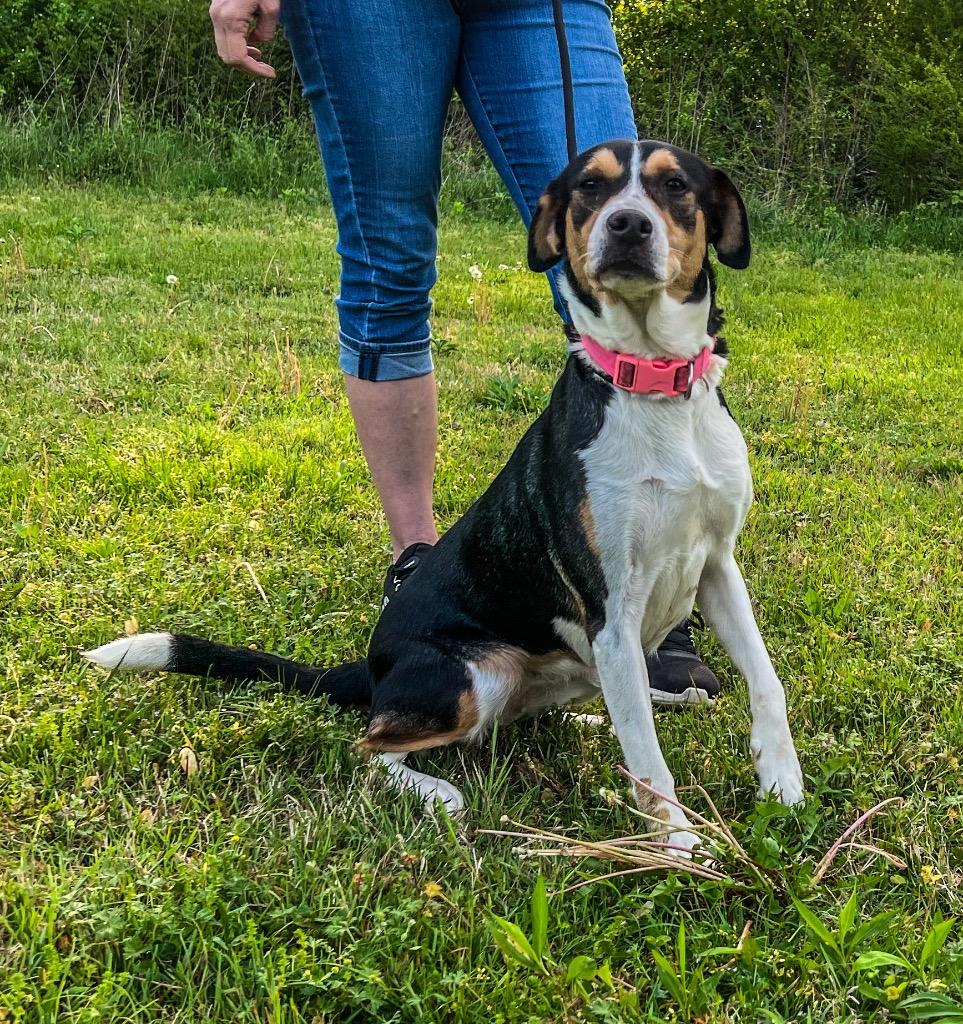 Sissy, Adoptable, Young Female Mixed Breed.