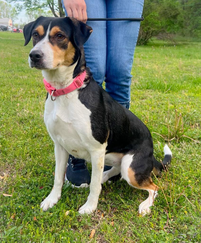 Enlarge Sissy, a Adoptable mixed breed in Murray, KY image 2/2