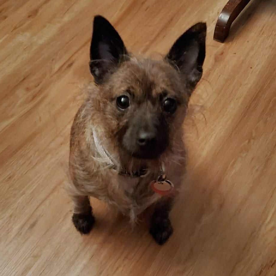 Taz, an adoptable Chihuahua in Bend, OR, 97701 | Photo Image 1