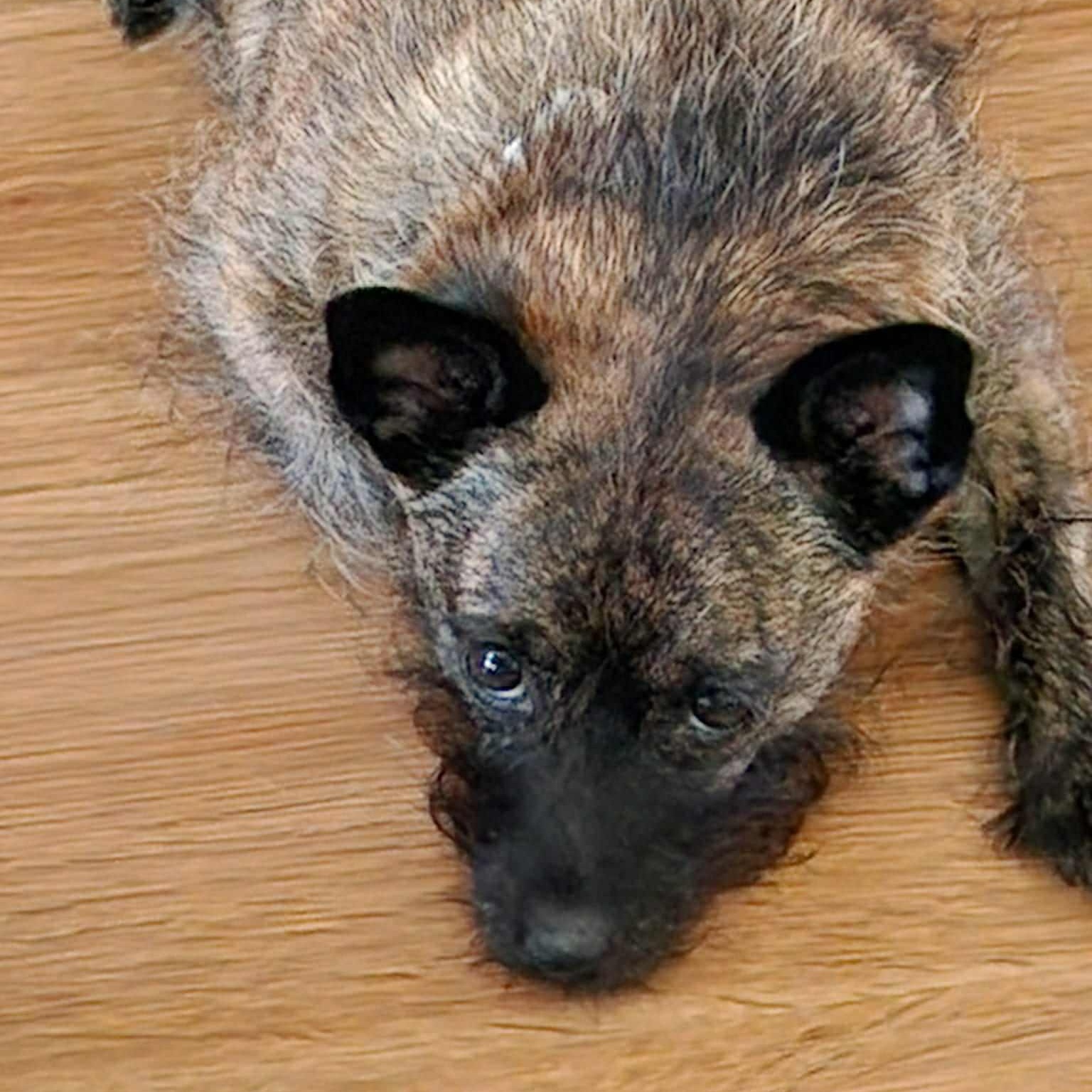 Taz, an adoptable Chihuahua in Bend, OR, 97701 | Photo Image 2