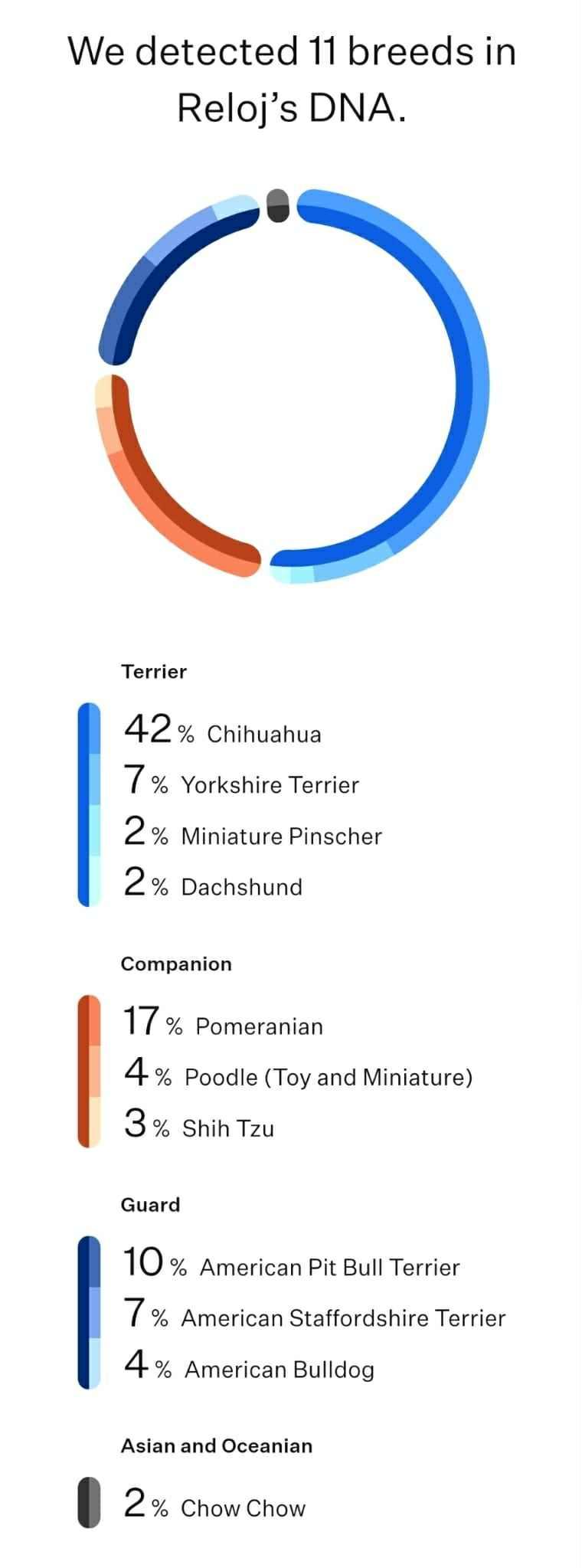 Taz, an adoptable Chihuahua in Bend, OR, 97701 | Photo Image 6