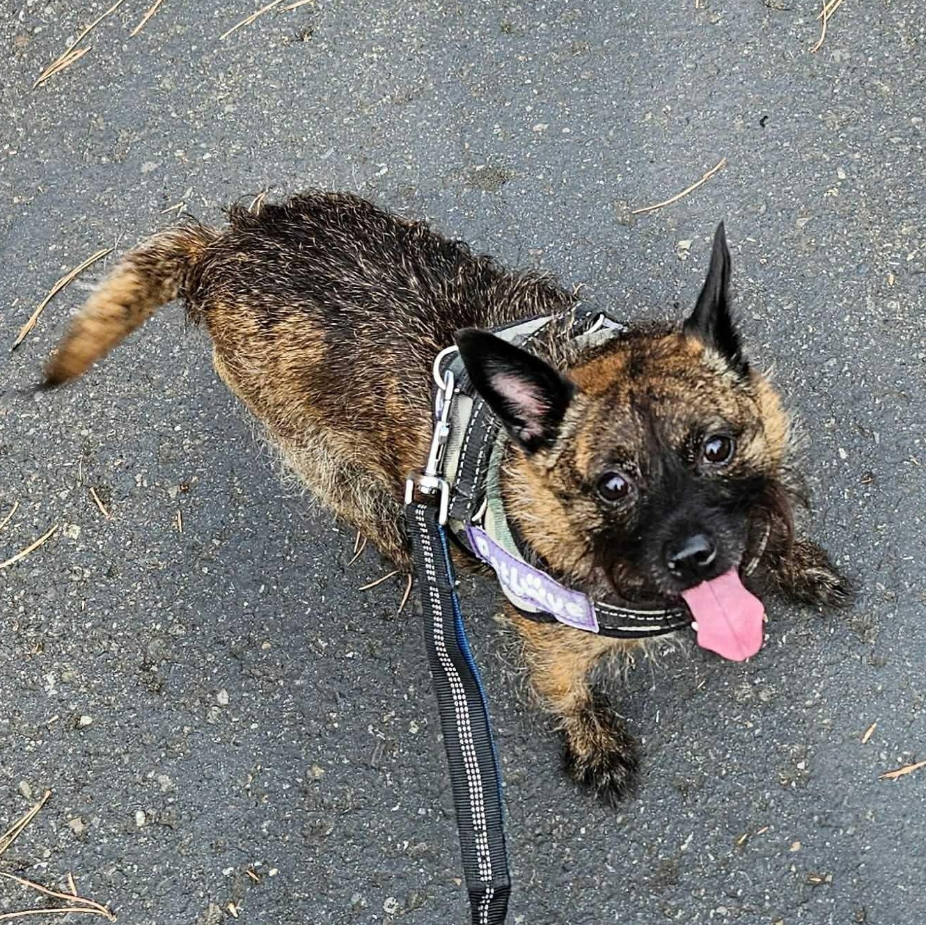 Taz, an adoptable Chihuahua in Bend, OR, 97701 | Photo Image 3