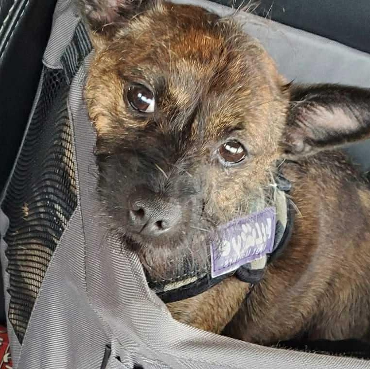 Taz, an adoptable Chihuahua in Bend, OR, 97701 | Photo Image 5