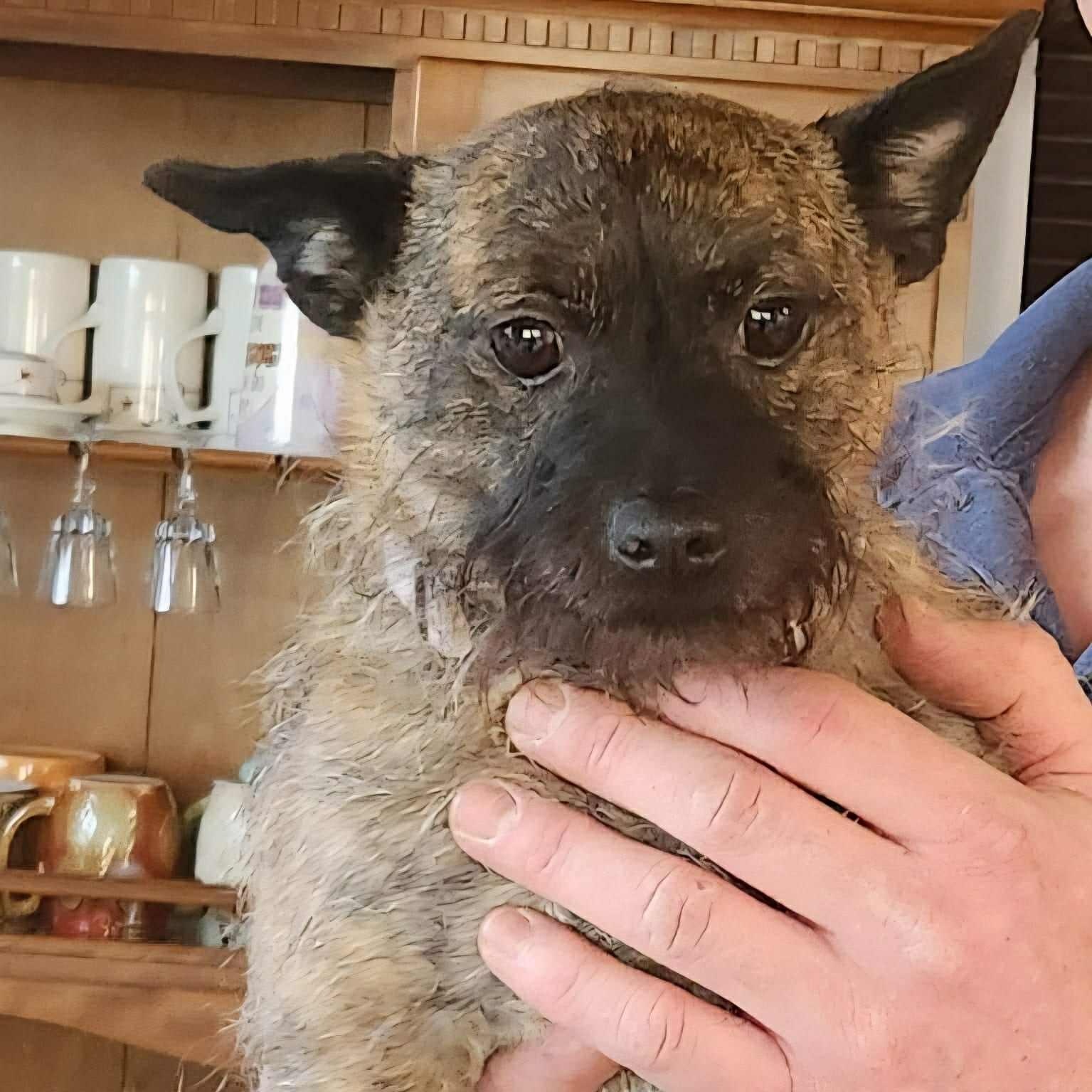 Taz, an adoptable Chihuahua in Bend, OR, 97701 | Photo Image 4