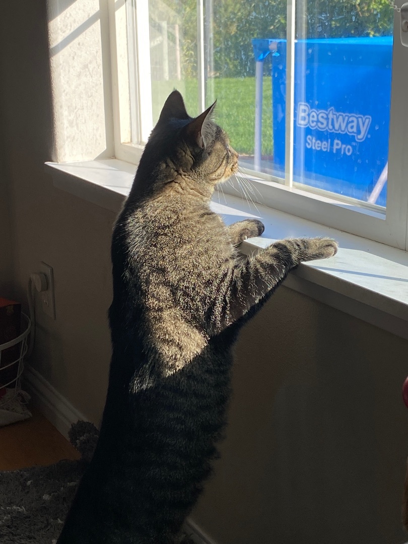 Enlarge Lady, a Adopted Domestic Short Hair in Okanogan, WA image 1/5