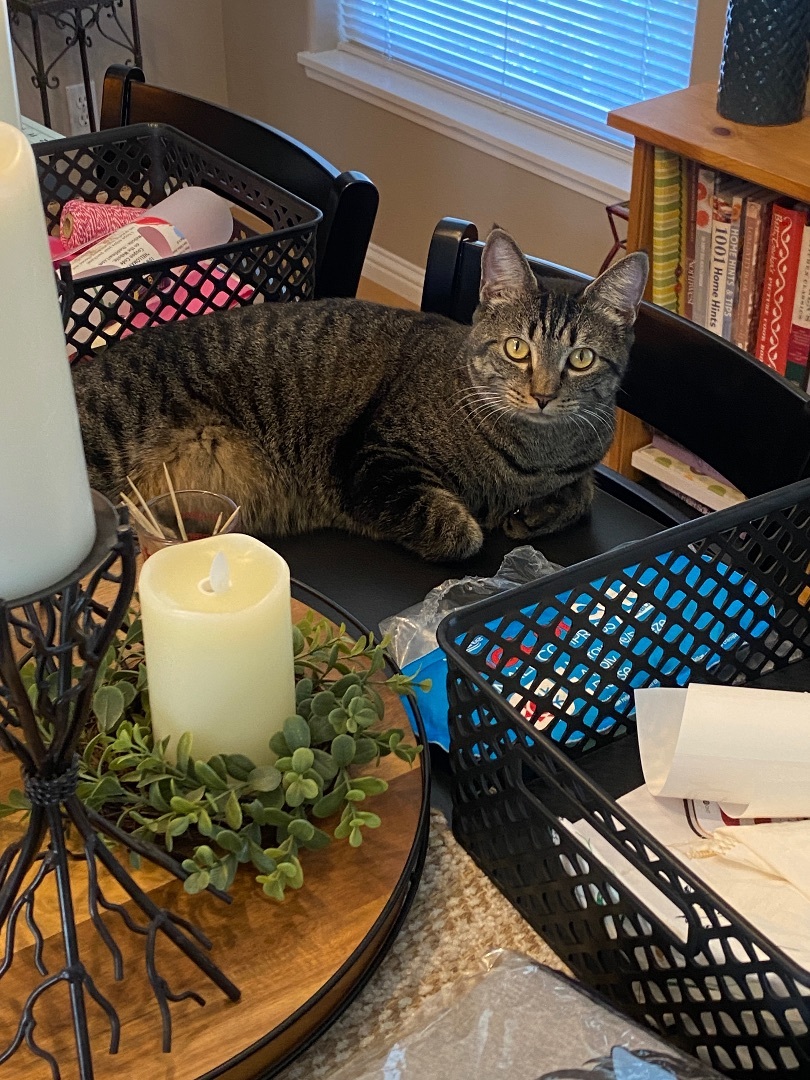 Enlarge Lady, a Adopted Domestic Short Hair in Okanogan, WA image 2/5